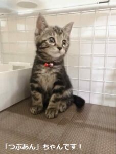 執筆者が飼っている猫の画像